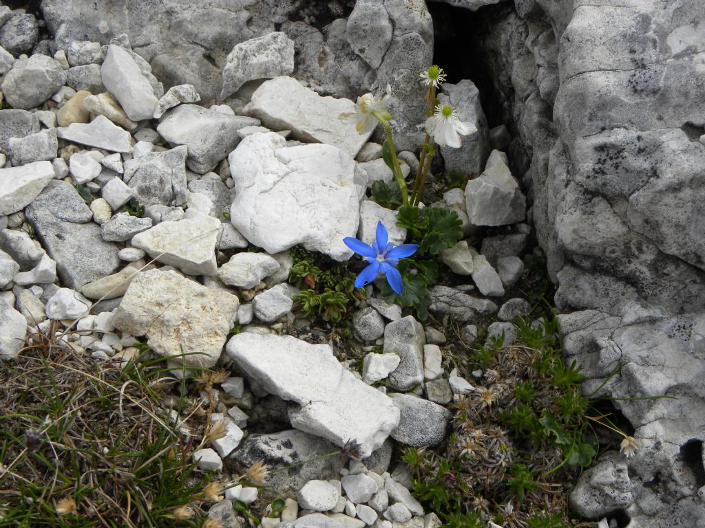 quale Gentiana?